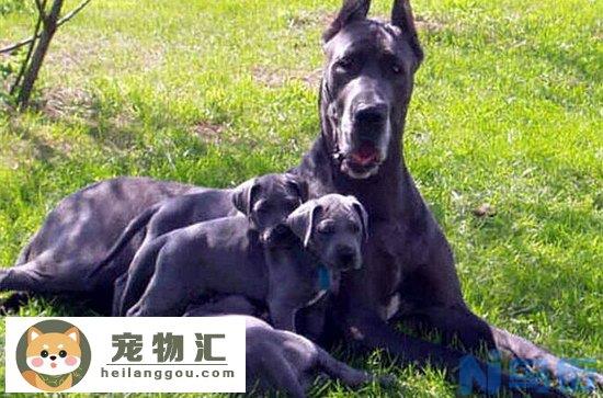 大丹犬价格是多少 大丹犬多少钱一只