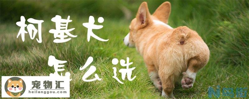 柯基犬怎么选