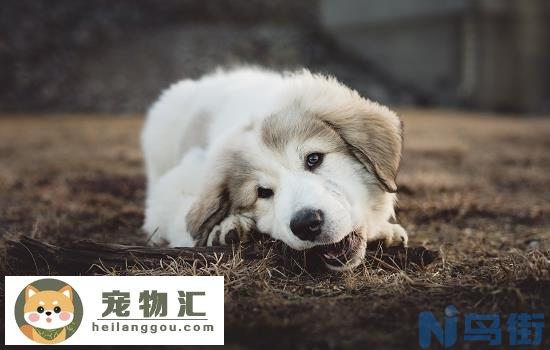 如何分辨中华田园犬的好坏