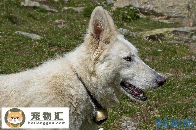 柴犬和中华田园犬的区别