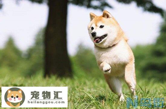 柴犬为什么不适合家养