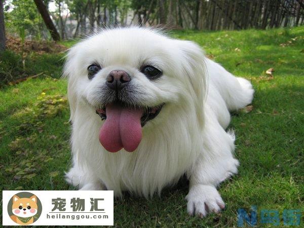 京巴是性格最差的狗 京巴犬为什么没人养了