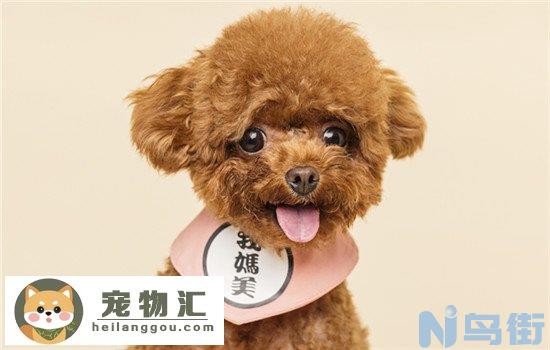 泰迪犬为什么叫泰迪