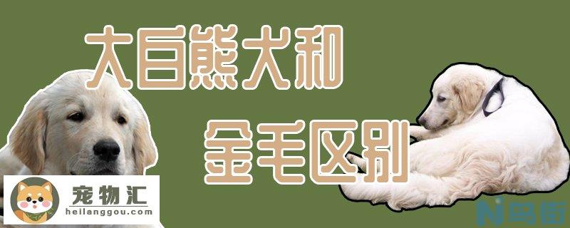 大白熊犬和金毛区别