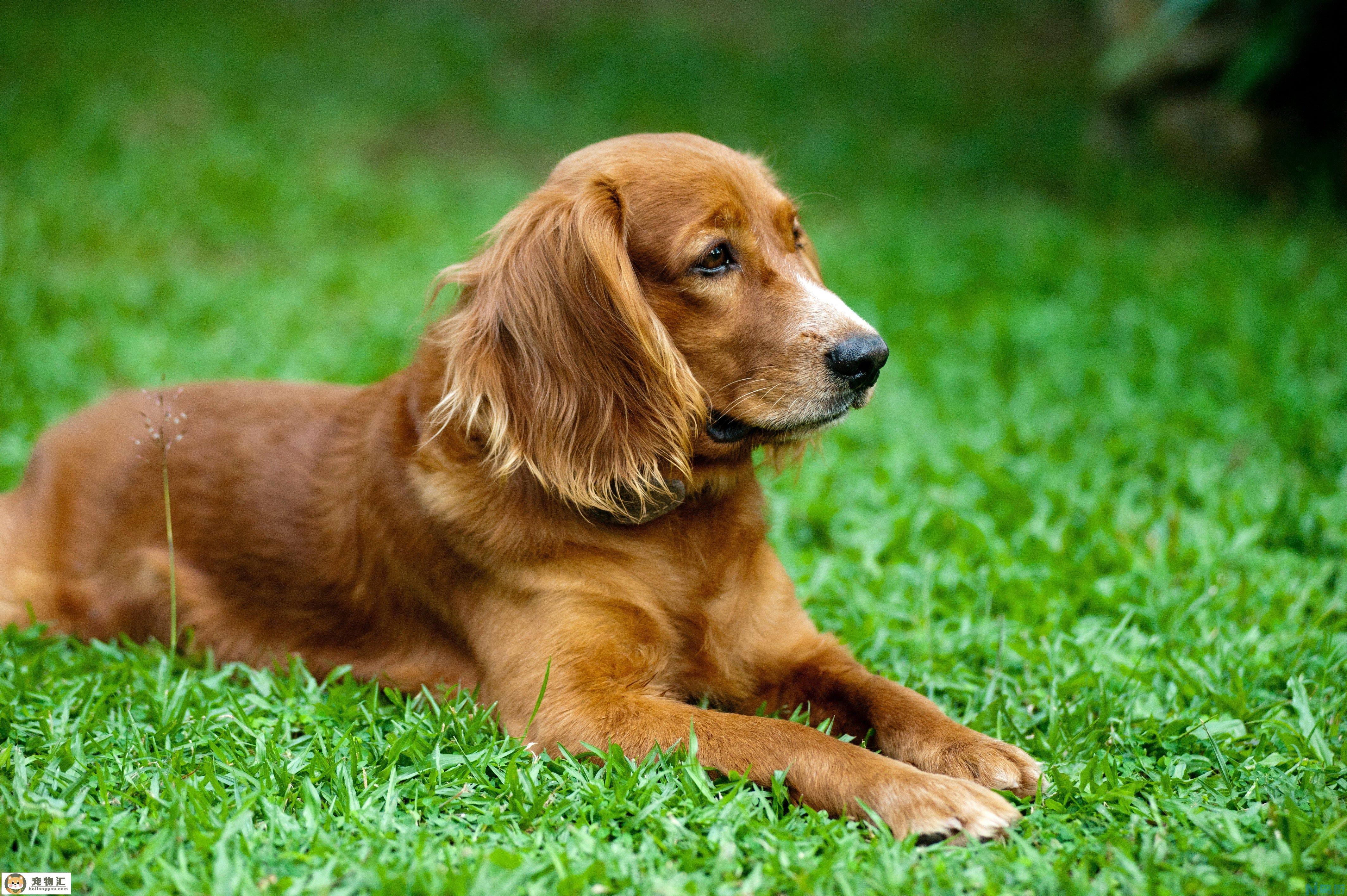 金毛犬一生认几个主人