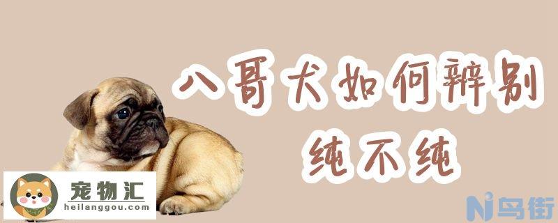 八哥犬如何辨别纯不纯