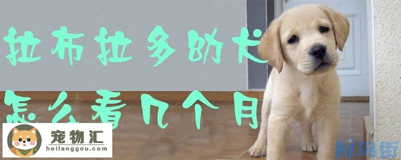 拉布拉多幼犬怎么看几个月