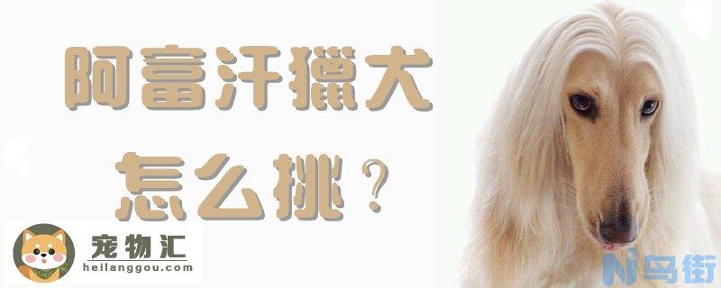 阿富汗猎犬怎么挑