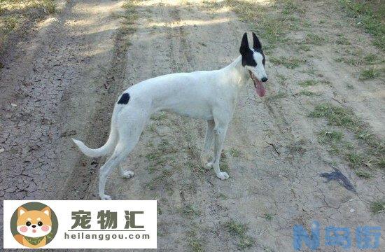 格力犬价格是多少 纯种格力犬(灵缇犬)多少钱一只