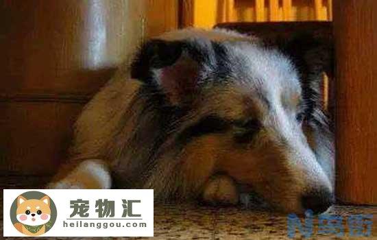 大丹犬认主吗