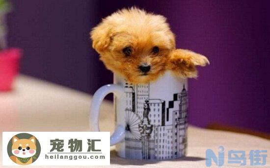 茶杯泰迪犬多少钱一只 茶杯泰迪犬价格