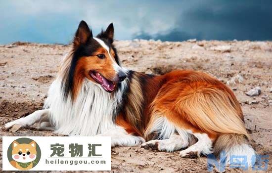 苏格兰牧羊犬性格好不好 苏格兰牧羊犬性格怎么样