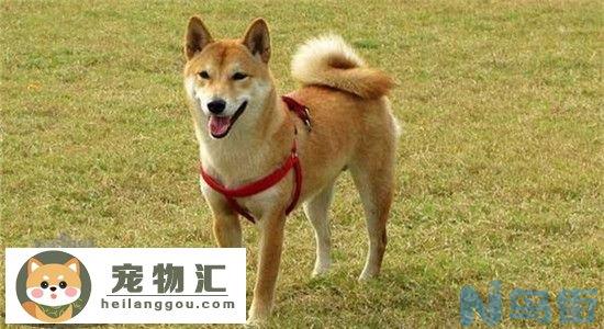 柴犬的优点你知道吗 养了柴犬之后就不想养别的狗子了