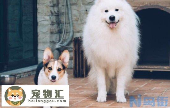 杰克罗素梗犬的智商排第几