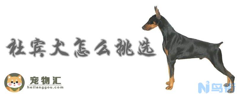 杜宾犬怎么挑选