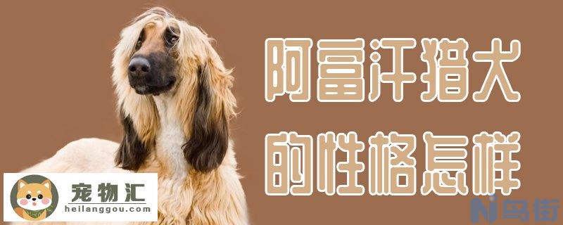 阿富汗猎犬的性格怎样