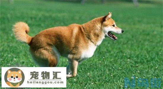 柴犬和秋田犬的区别是什么 如何准确的区分柴犬和秋田犬