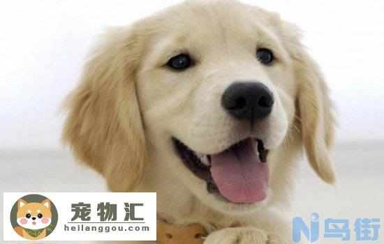 博美犬缺点 看完这些你还想养它吗？