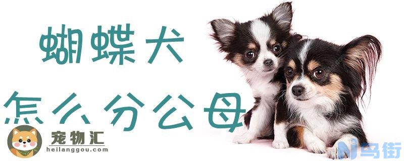 蝴蝶犬怎么分公母