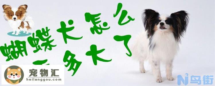 蝴蝶犬怎么看多大了