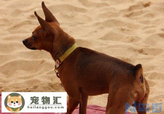 小鹿犬怎么看纯不纯 纯种迷你杜宾犬辨认方法