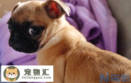 巴哥犬像哮喘一样的 是怎么回事