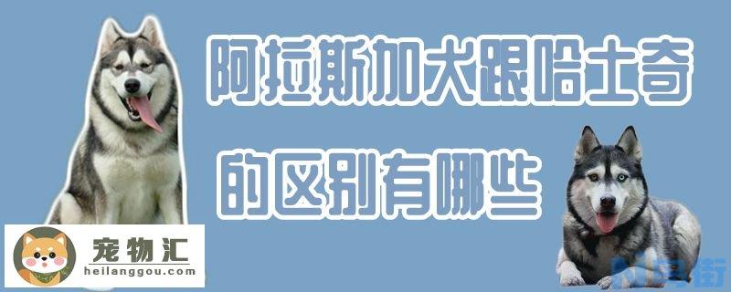 阿拉斯加犬跟哈士奇的区别有哪些