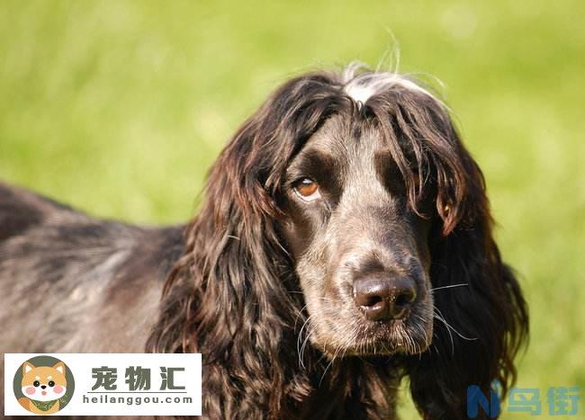 黑色可卡犬多少钱一只 黑色可卡犬多少钱