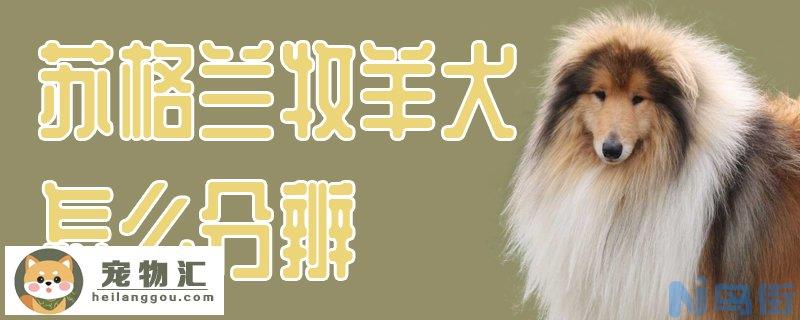 苏格兰牧羊犬怎么分辨