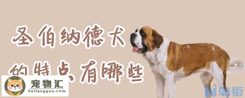 圣伯纳德犬的特点有哪些