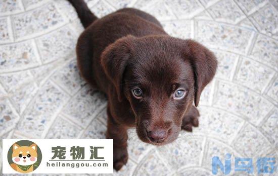 马尔济斯犬出生几天睁眼