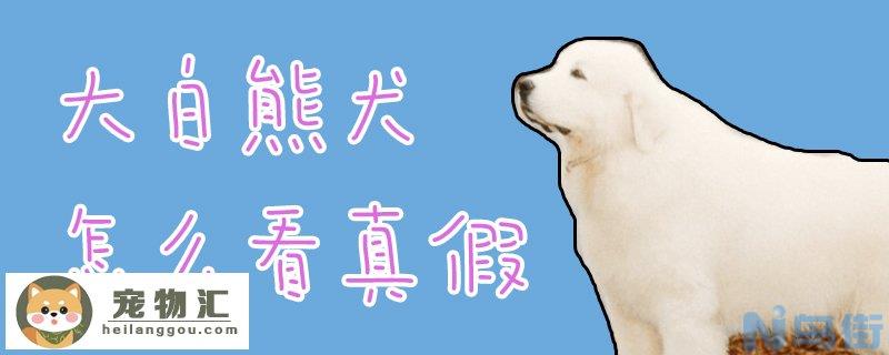 大白熊犬怎么看真假