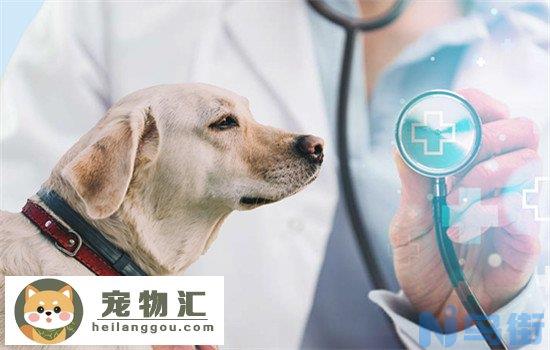 德国牧羊犬的优点和缺点