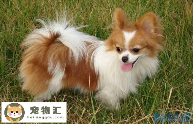 纯种蝴蝶犬价格 纯种蝴蝶犬价格多少钱一只