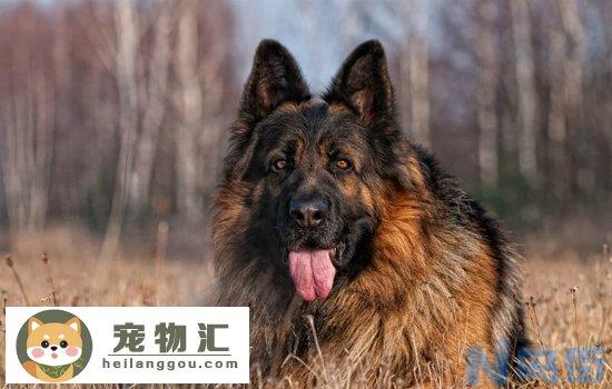 比格犬为什么便宜