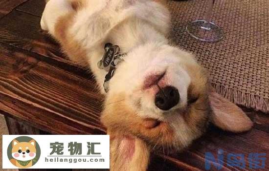 柴犬幼崽怎么辨别真假