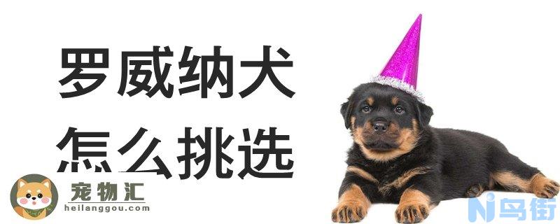 罗威纳犬怎么挑选