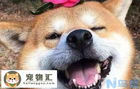 柴犬的性格 柴犬的生活习性你知道吗？