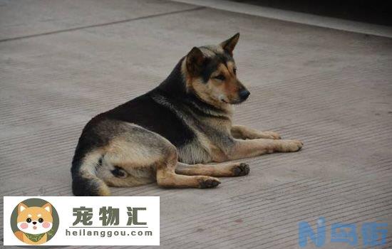 中华田园犬的优点 你喜欢土狗吗