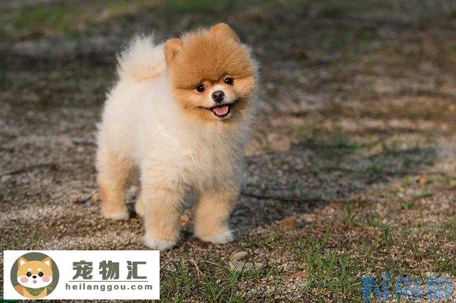 吉娃娃和小鹿犬的区别