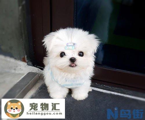 马尔济斯犬的价格 马尔济斯犬的价格多少