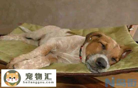 大麦町犬怎么看品相