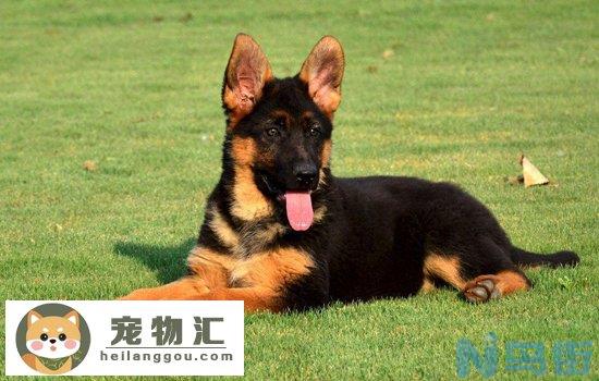 比特犬什么情况下咬人