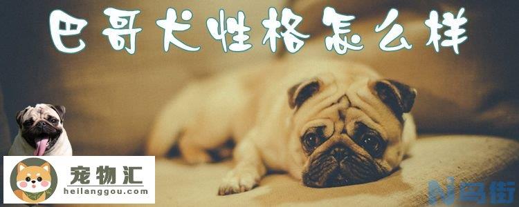 巴哥犬性格怎么样