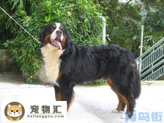 伯恩山犬价格是多少 伯恩山犬多少钱一只