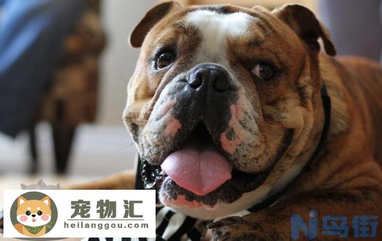 沙皮狗和八哥犬的区别 养沙皮狗和八哥犬注意什么