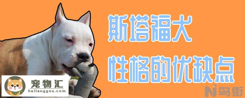 斯塔福犬性格的优缺点