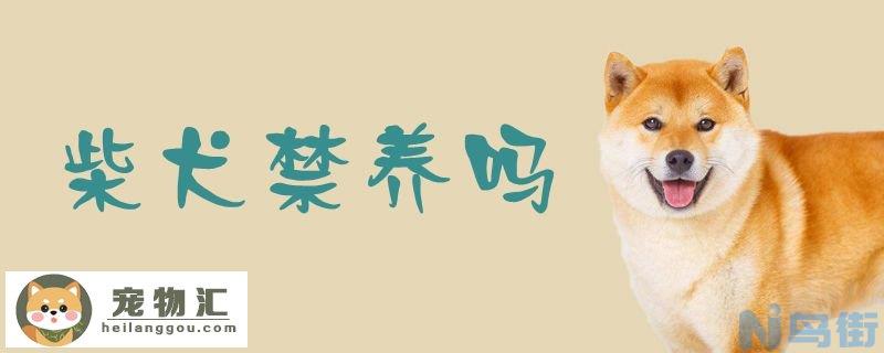 柴犬禁养吗