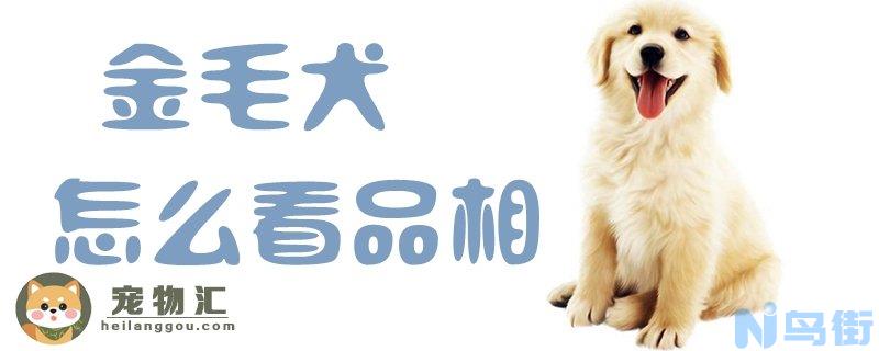 金毛犬怎么看品相