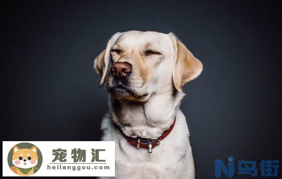 喜乐蒂牧羊犬的优点和缺点